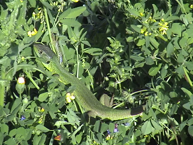 Ramarro giovane Lacerta bilineata